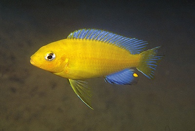 Maylandia barlowi 'Chidunga Rocks'